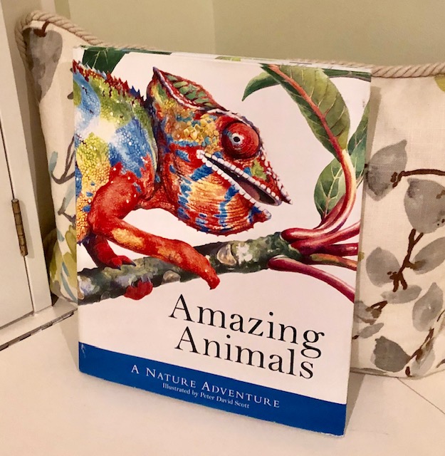 Amazing Animals - Montessori at Home, Activities, Books, Blog